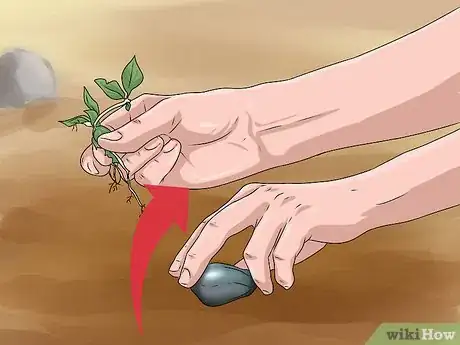 Image titled Plant Apple Seeds Step 5
