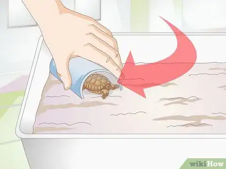 Image titled Take Care of a Baby Tortoise Step 5