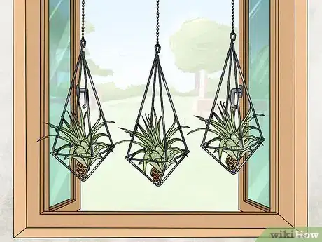 Image titled Propagate Air Plants Step 11