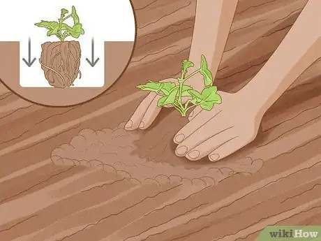Image titled Grow Geraniums Step 7
