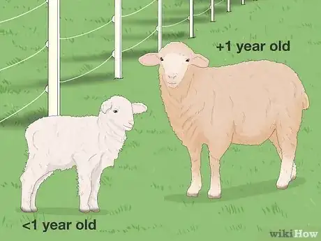 Image titled Lamb vs Sheep Step 1