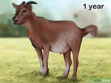 Image titled Breed Goats Step 2