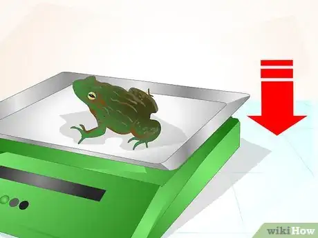 Image titled Care for a Sick Frog with Red Leg Disease Step 2