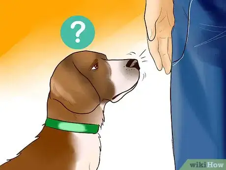 Image titled Identify a Beagle Step 6