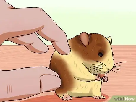Image titled Diagnose and Treat a Dehydrated Hamster Step 1