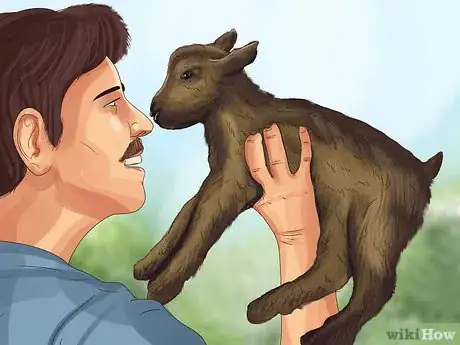 Image titled Raise Nigerian Dwarf Goats Step 14