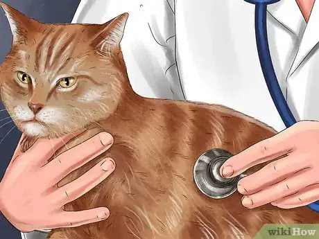 Image titled Give Steroids to Cats with Inflammation Step 1