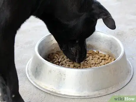 Image titled Raise a Labrador Retriever Step 10