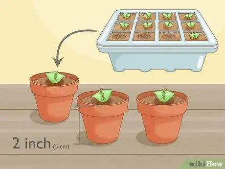 Image titled Grow Golden Barrel Cactus Step 6