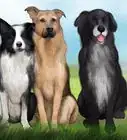 Identify a Collie