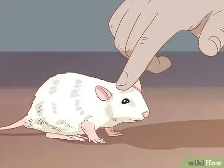 Image titled Teach a Rat Its Name Step 6