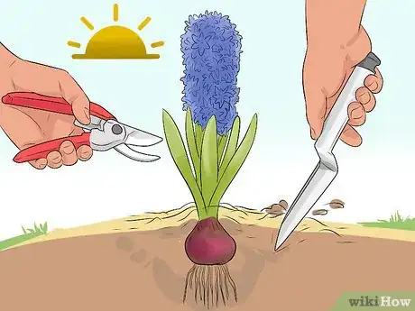 Image titled Prevent Hyacinth Flowers from Flopping Step 10