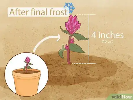 Image titled Care for a Celosia Step 9