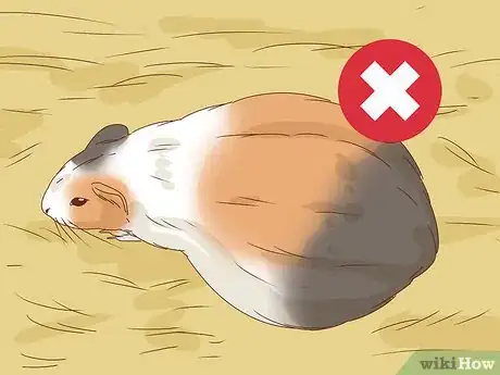 Image titled Help Your Guinea Pig Live a Long Life Step 6