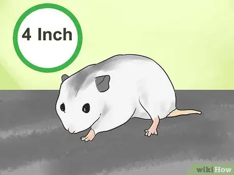 Image titled Know if a Hamster Is Right for You Step 18