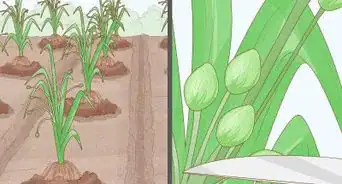 Grow Adlai Rice