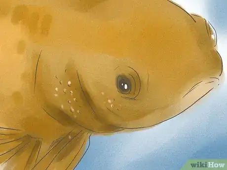 Image titled Tell if Your Goldfish Is a Male or Female Step 3