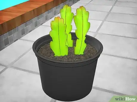 Image titled Grow Epiphyllum Cactus Step 3