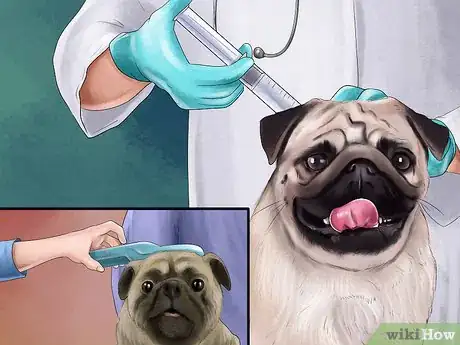 Image titled Care for a Pug Step 18