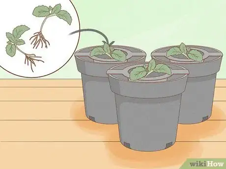 Image titled Grow Plants Using Hydroponics Step 9