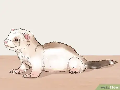 Image titled Choose Between Ferret Colors and Coat Patterns Step 11