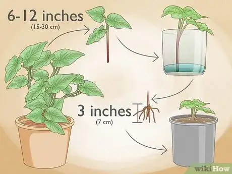 Image titled Grow Sweet Potato Vine Houseplant Step 14