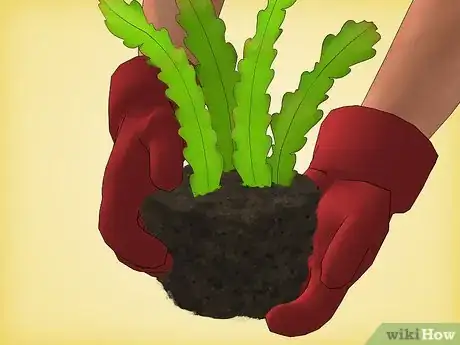 Image titled Grow Epiphyllum Cactus Step 9