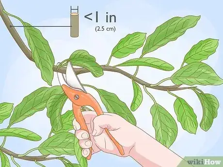 Image titled Prune an Avocado Tree Step 1