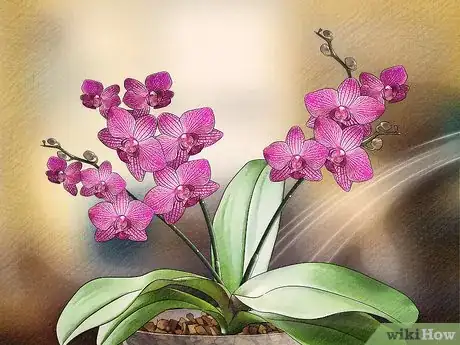 Image titled Get Orchids to Bloom Step 10