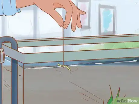 Image titled Play with Your African Dwarf Frog Step 10