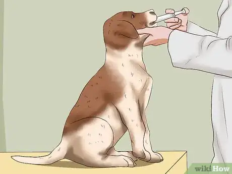 Image titled Treat Worms in Dogs Step 15