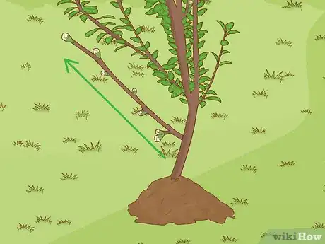 Image titled Grow a Plum Tree Step 13