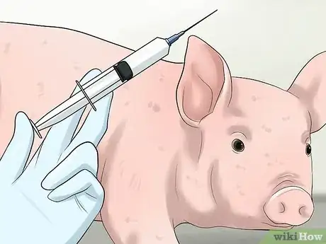 Image titled Increase the Weight of a Pig Step 12