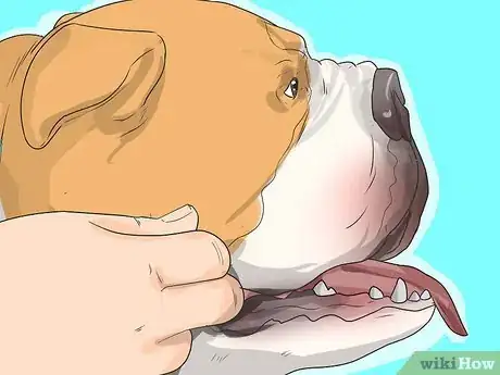 Image titled Diagnose Respiratory Problems in Bulldogs Step 5