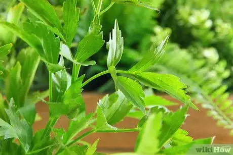 Image titled Dry Herbs in the Oven Step 1