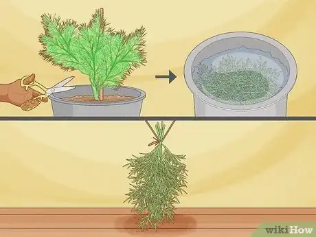 Image titled Grow Dill Indoors Step 15