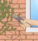 Grow Ivy on a Brick Wall