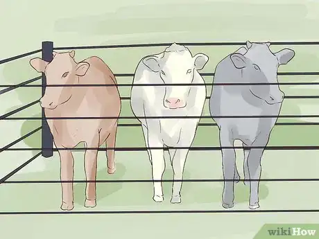 Image titled Start up a Beef Cow Calf Operation Step 10