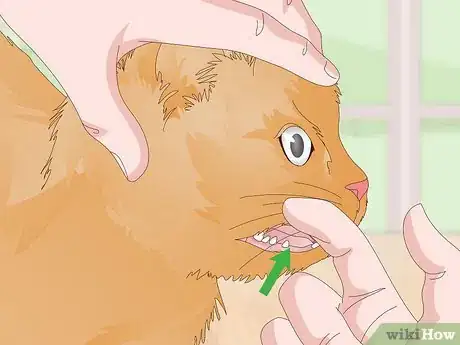 Image titled Treat Your Cat's Dental Problems Step 13