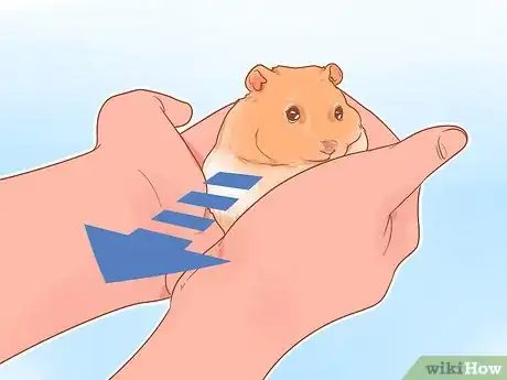 Image titled Pick up a Hamster for the First Time Step 4
