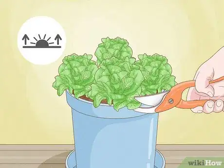 Image titled Grow Lettuce Indoors Step 12