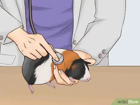 Image titled Care for a Pregnant Guinea Pig Step 2