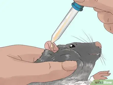 Image titled Spot and Treat Ear Infections in Rats Step 8