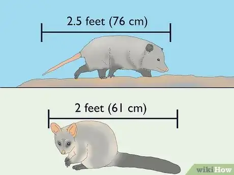 Image titled Possum vs Opossum Step 6