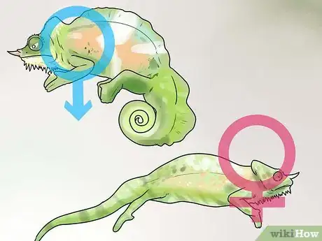 Image titled Tell if a Chameleon Is Male or Female Step 11