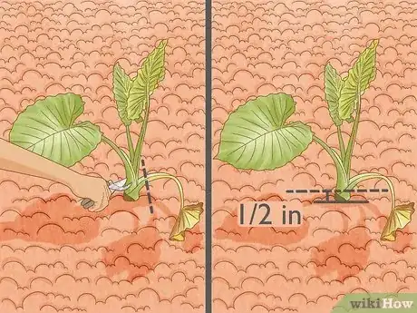 Image titled Grow Elephant Ear Plants Step 14