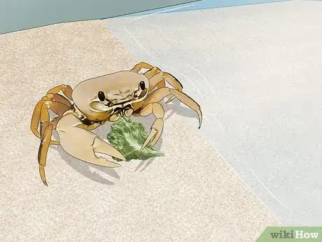 Image titled Look After Pet Crabs Step 9