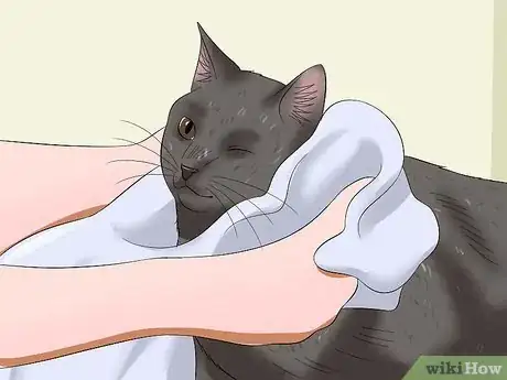 Image titled Bathe Your Cat With a Damp Towel Step 13