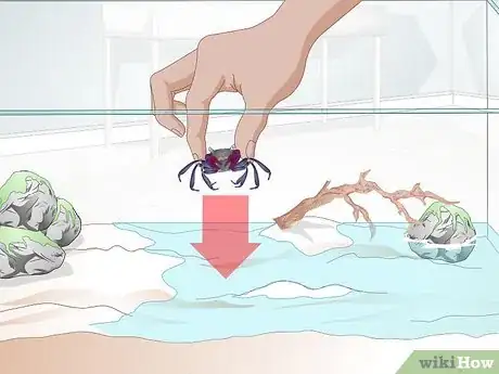 Image titled Take Care of a Purple Thai Devil Crab Step 5