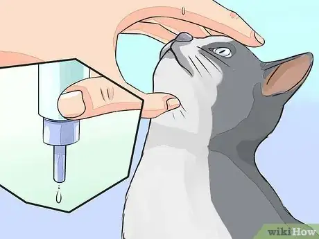 Image titled Give Your Cat Nose Drops Step 3
